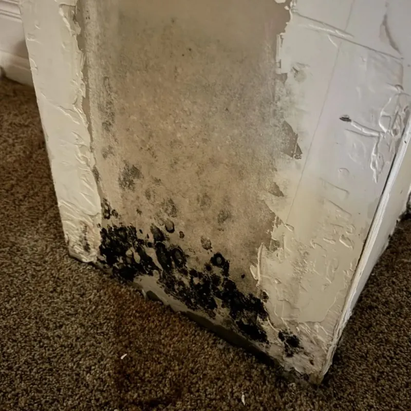 Professional Mold Removal in Franklin, NJ